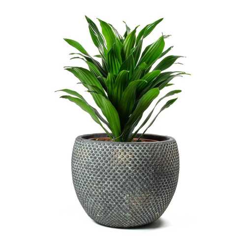 Dracena Compacta