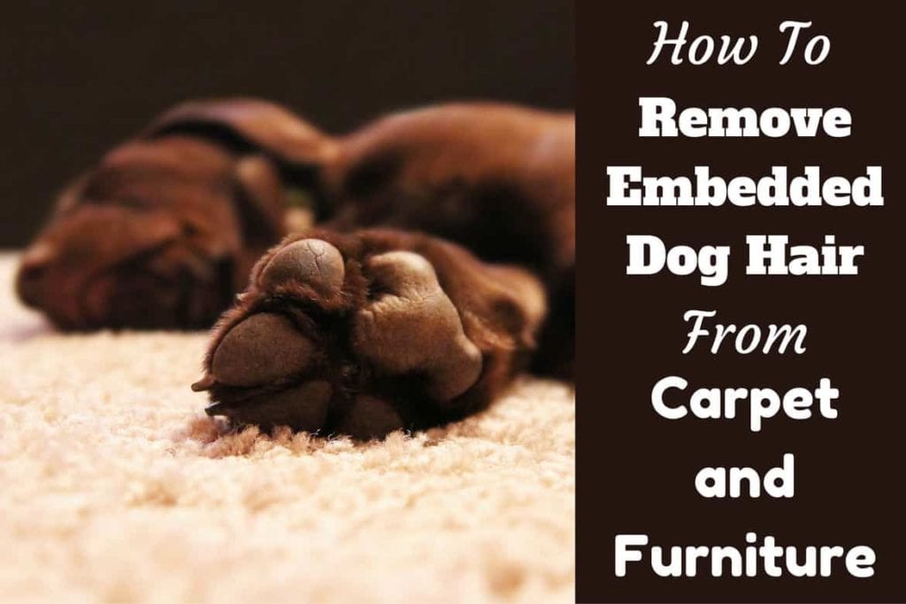 How to Get Rid of Pet's Hair in the Office Furniture and Carpets