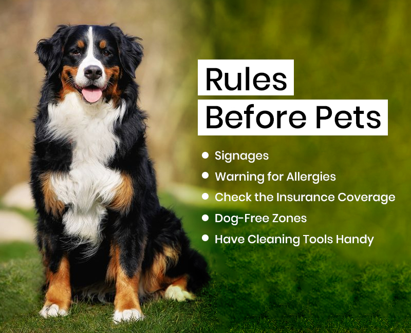 Rules Before Pets