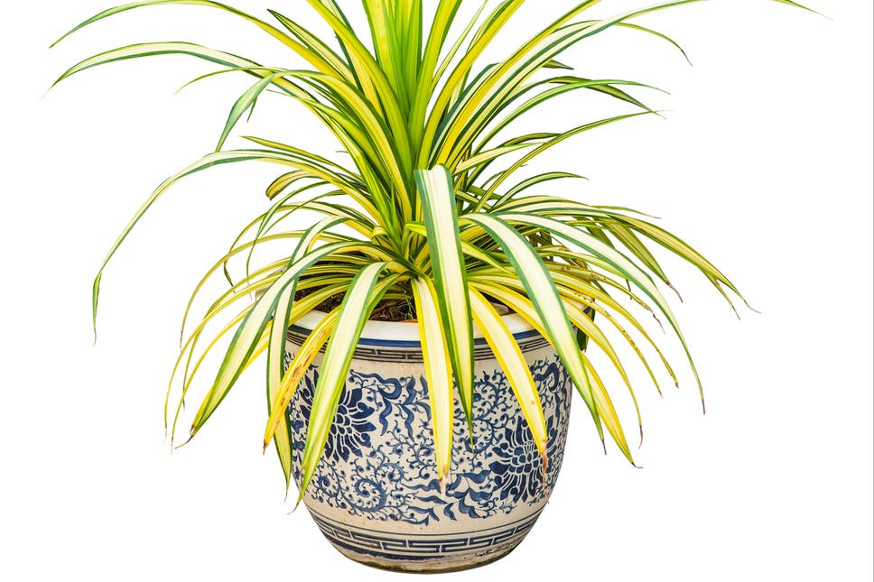 Spider Plant