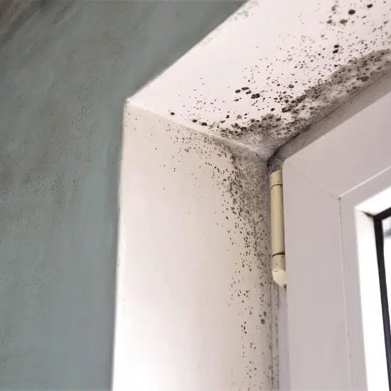 Mould around the Windows and Ceilings